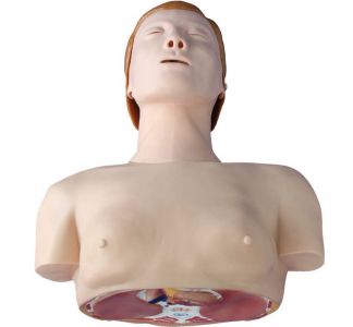 Basic CPR Training Model (Half Body)
